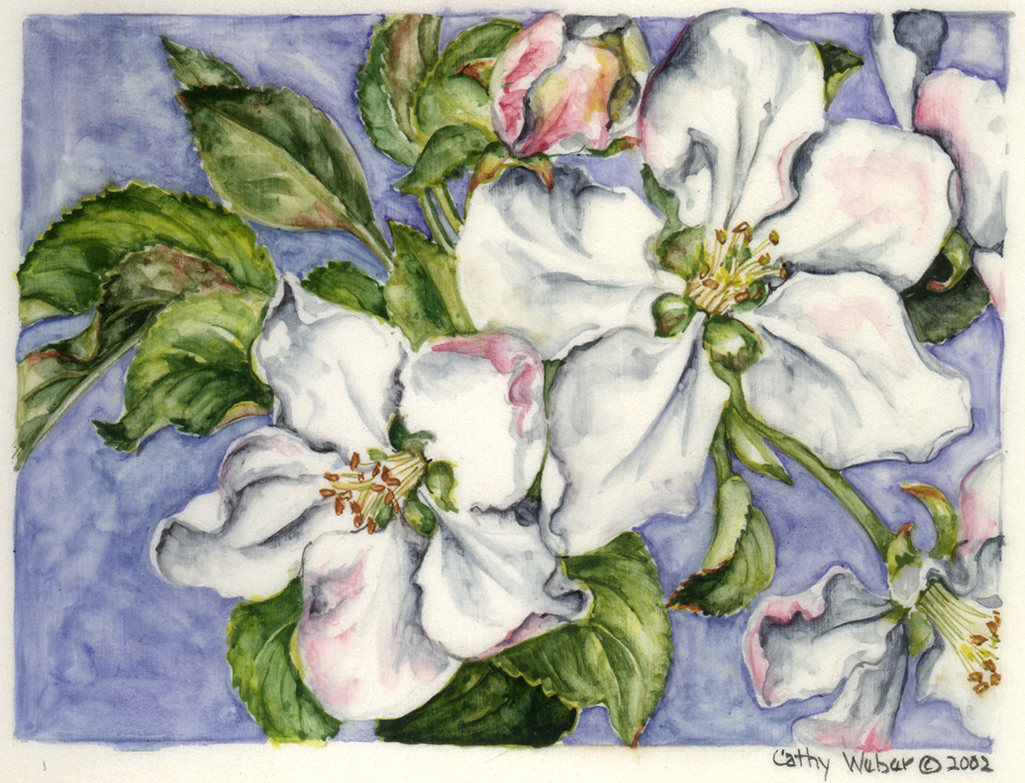 cathy weber - art - painting - woman -flower - watercolor - montana - painting - parchment - skin - botanical - study - flower - apple blossom