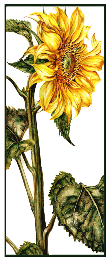 cathy - weber - artmaker - art - woman - oil - montana - painting - oil -poem - object - card - notecard - sunflower